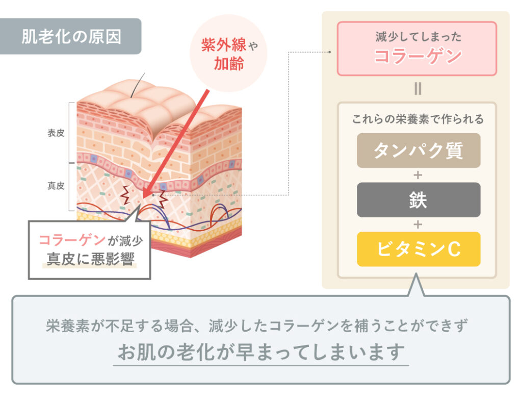 肌老化の原因には栄養不足があった